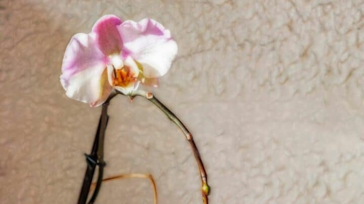 How to Grow an Orchid from a Stem Like a Master Gardener!