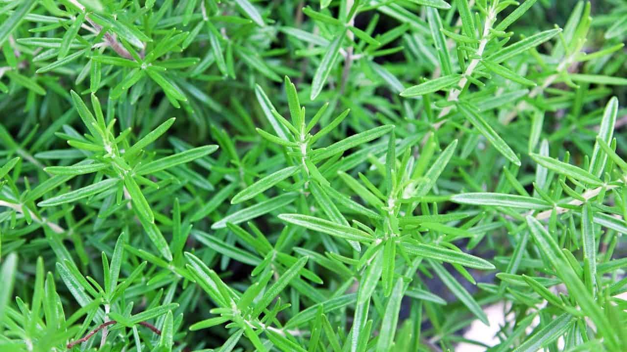 Planting Rosemary