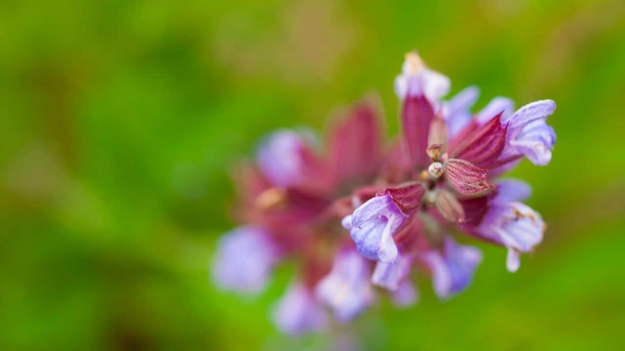 Planting Sage