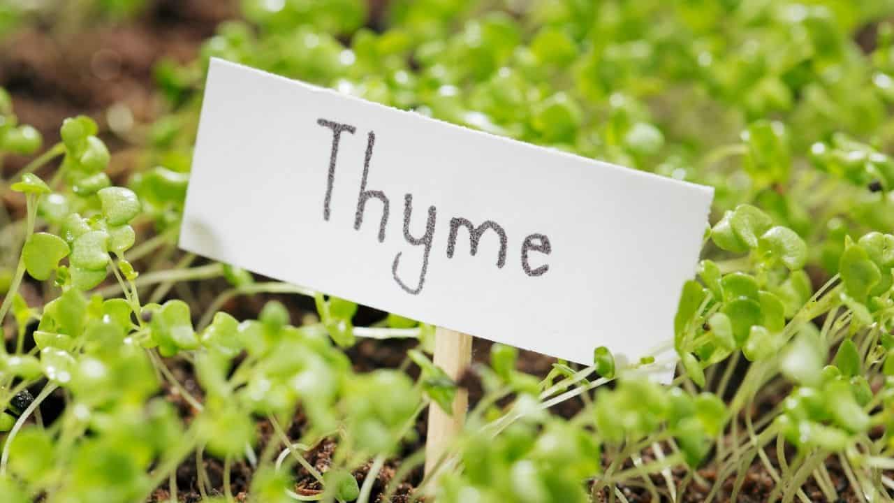 Planting Thyme