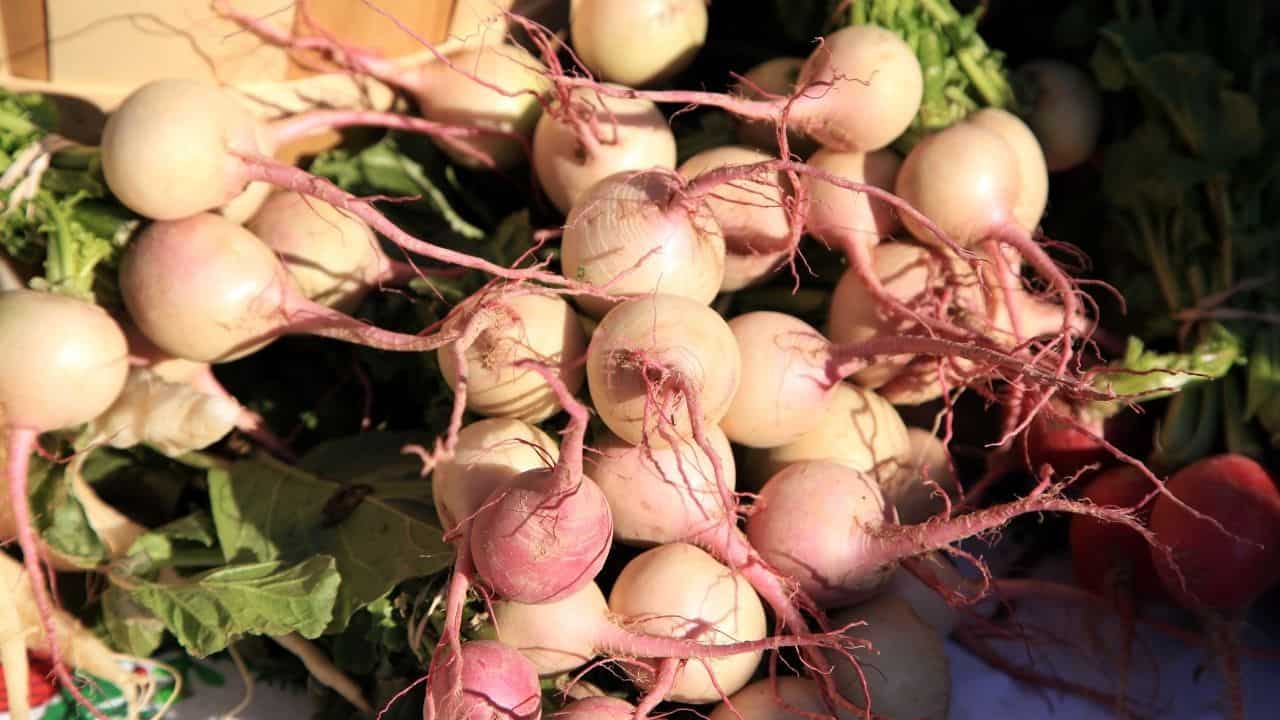 Planting Turnips