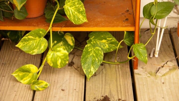 Why is My Pothos Dying? The Answer!