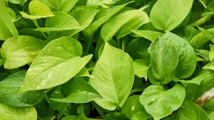 Why Pothos Leaves are Curling? Oh My!