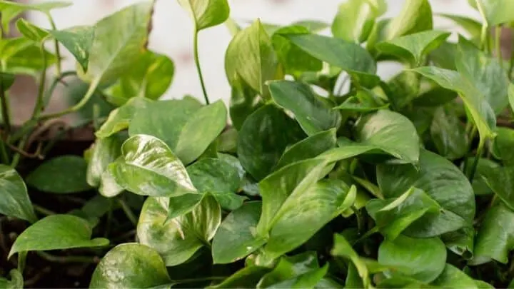 How Fast Do Pothos Grow? Wow!