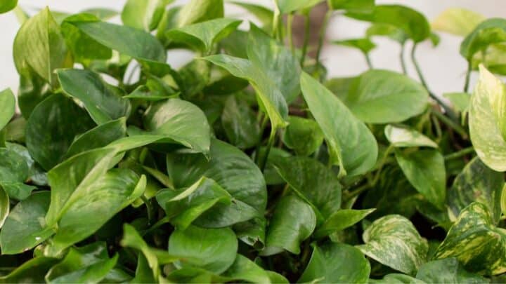 How to Get a Pothos Plant to Branch in 6 Steps