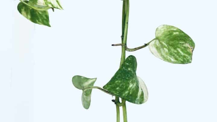 Why are Pothos Stems Turning Brown? The Answer!