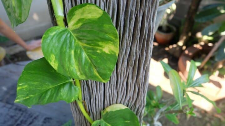 How to Make a Pothos Totem in 7 Simple Steps!