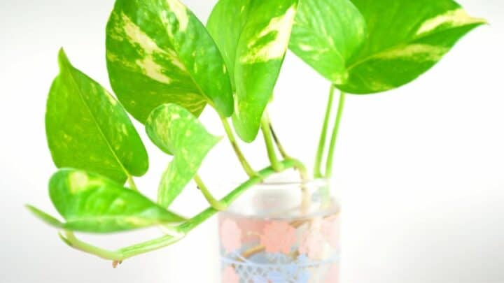 How Long can Pothos Live in Water? Hmmm…