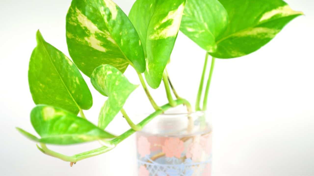How Long can Pothos Live in Water? Hmmm...