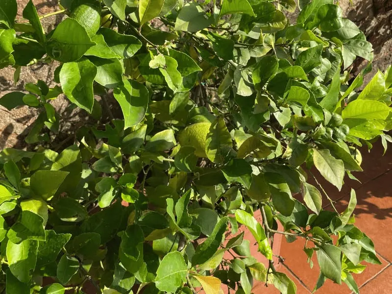 Potted citrus trees need to be fertilized more frequently. Every two months is best