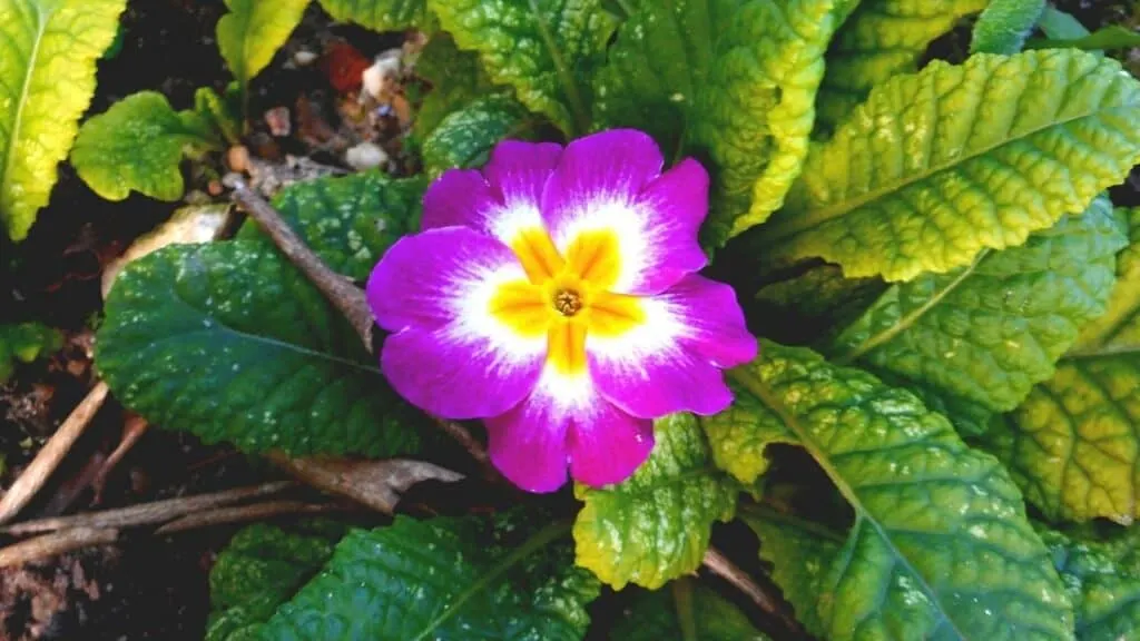 Primula polyantha