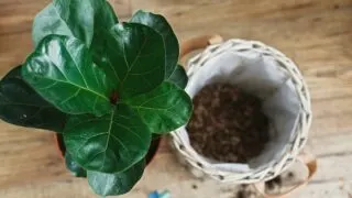 Propagating Fiddle Leaf Fig