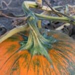 Pumpkin Stem Rot Update