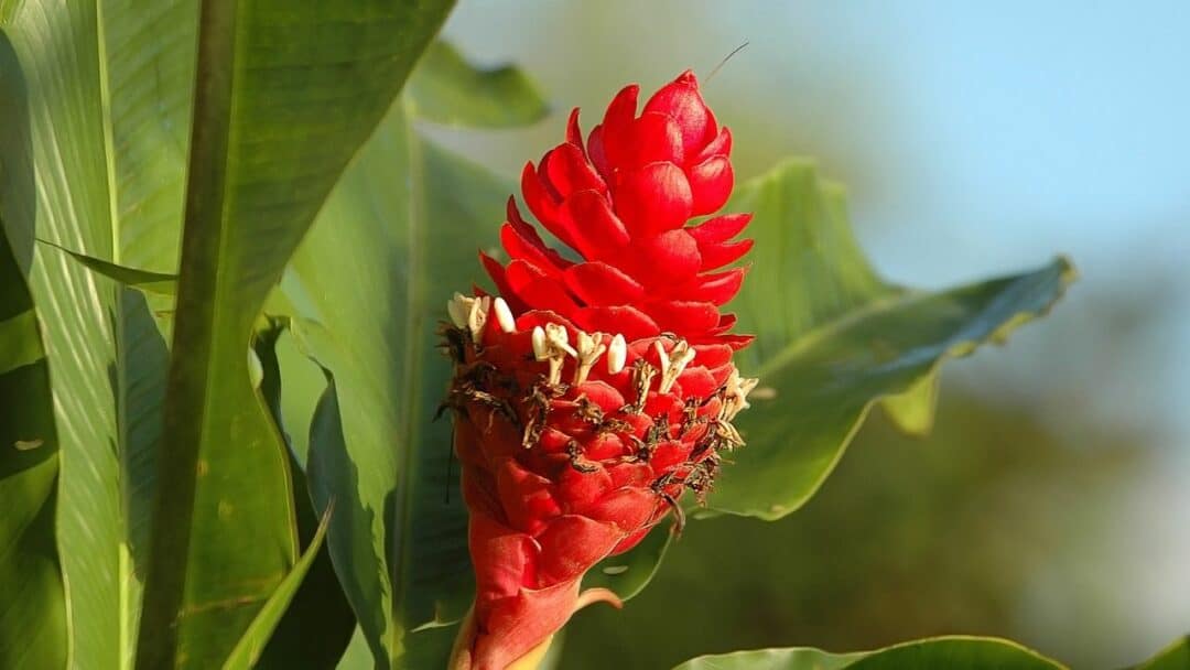 are red button ginger plants good to eat