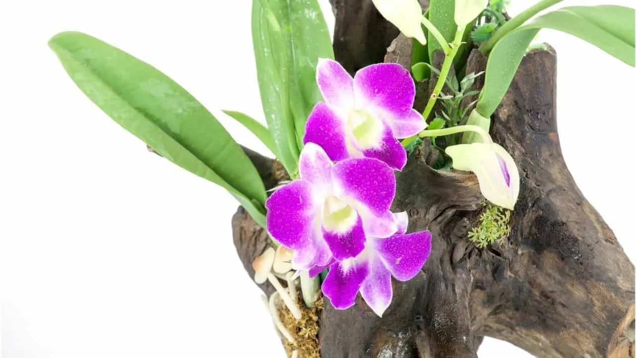 Reviving Orchid