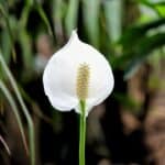 Root Rot in Peace Lilies