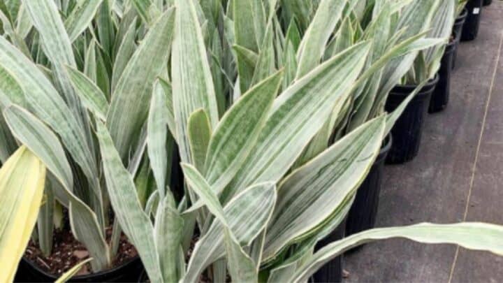 Sansevieria Sayuri Care — Explained from A to Z