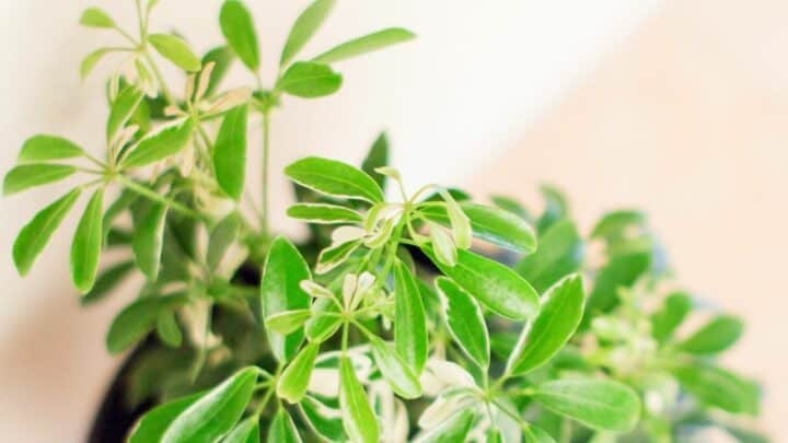 9 Common Problems & Methods for Solving Schefflera Leaf Drop