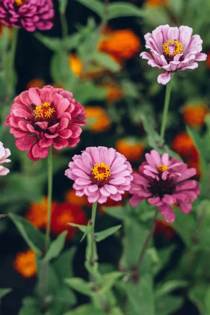 Slugs and snails are a big problem in most gardens and won't spare your Zinnia plants