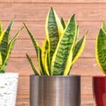 Snake Plant Root Rot