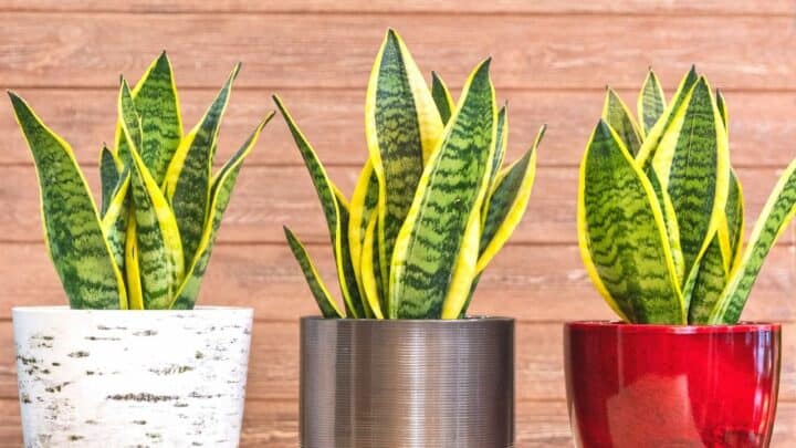 Snake Plant Root Rot ― Identification, Treatment, Prevention