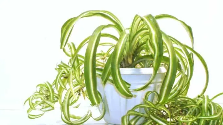 The 4 Main Reasons for Root Rot in Spider Plants &mdash; Revealed
