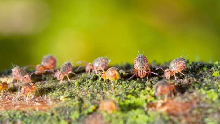 How to Get Rid of Springtails Naturally