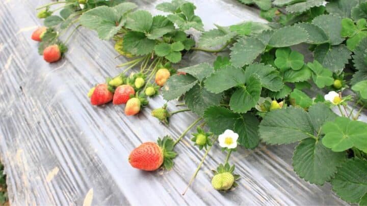 What Plants Grow Well With Strawberries?  12 Best Plants