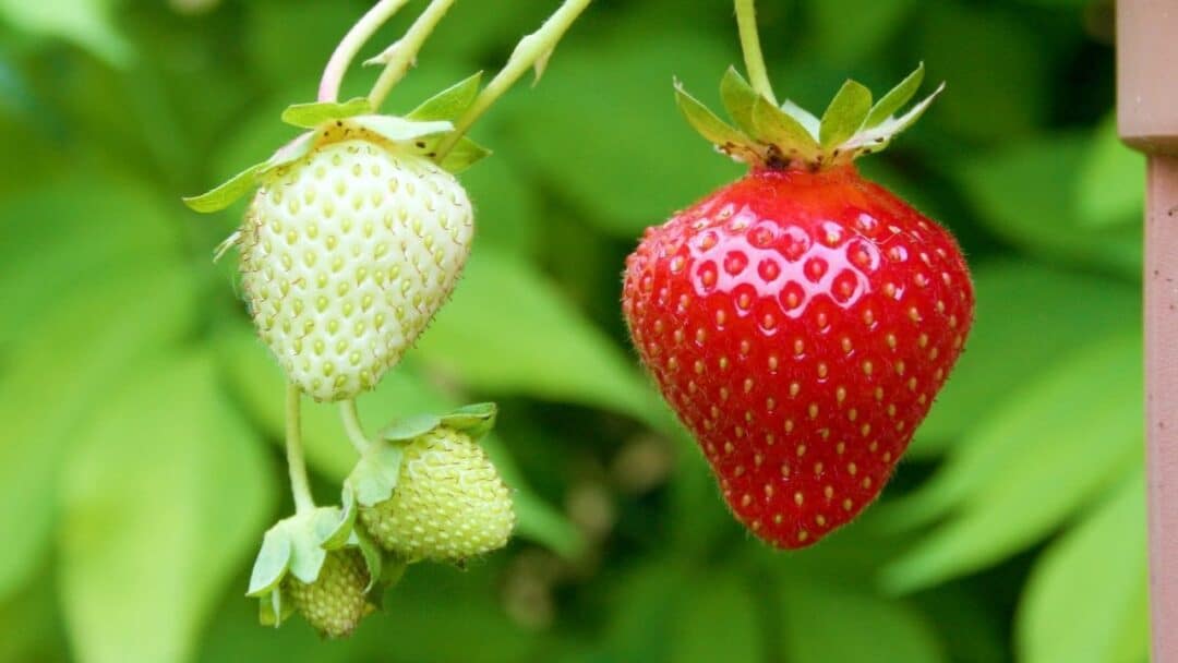 How Long Does it Take To Grow Strawberries? The Answer!