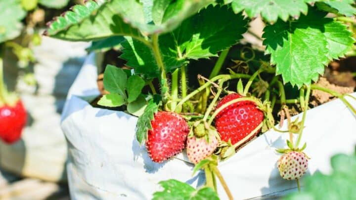 8 Best Fertilizers for Strawberries – A Buyers Guide