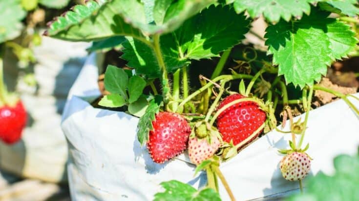 8 Best Fertilizers for Strawberries - A Buyers Guide