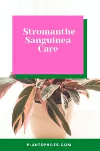 Stromanthe Sanguinea Care