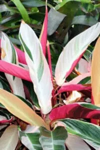 Stromanthe Sanguinea with its white, green and pink foliage