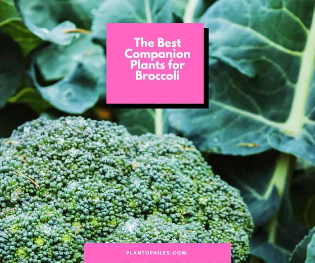 The Best Companion Plants for Broccoli