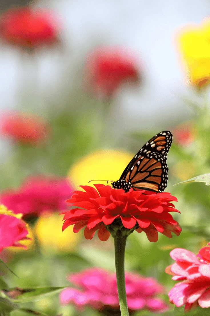 The bright colors of Zinnia plants attract pests such as catepillars