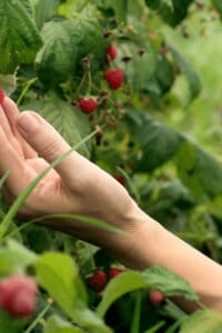 The most important nutrient for Raspberry fertilization is nitrogen (N)