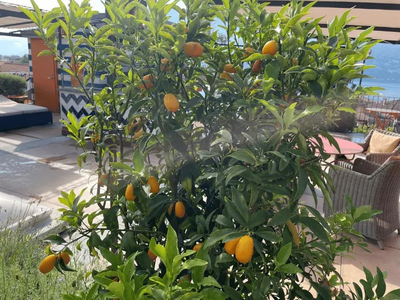 This is a Calamondin orange in a pot. Spring and summer are the main growing season. This is when fertilization is essential