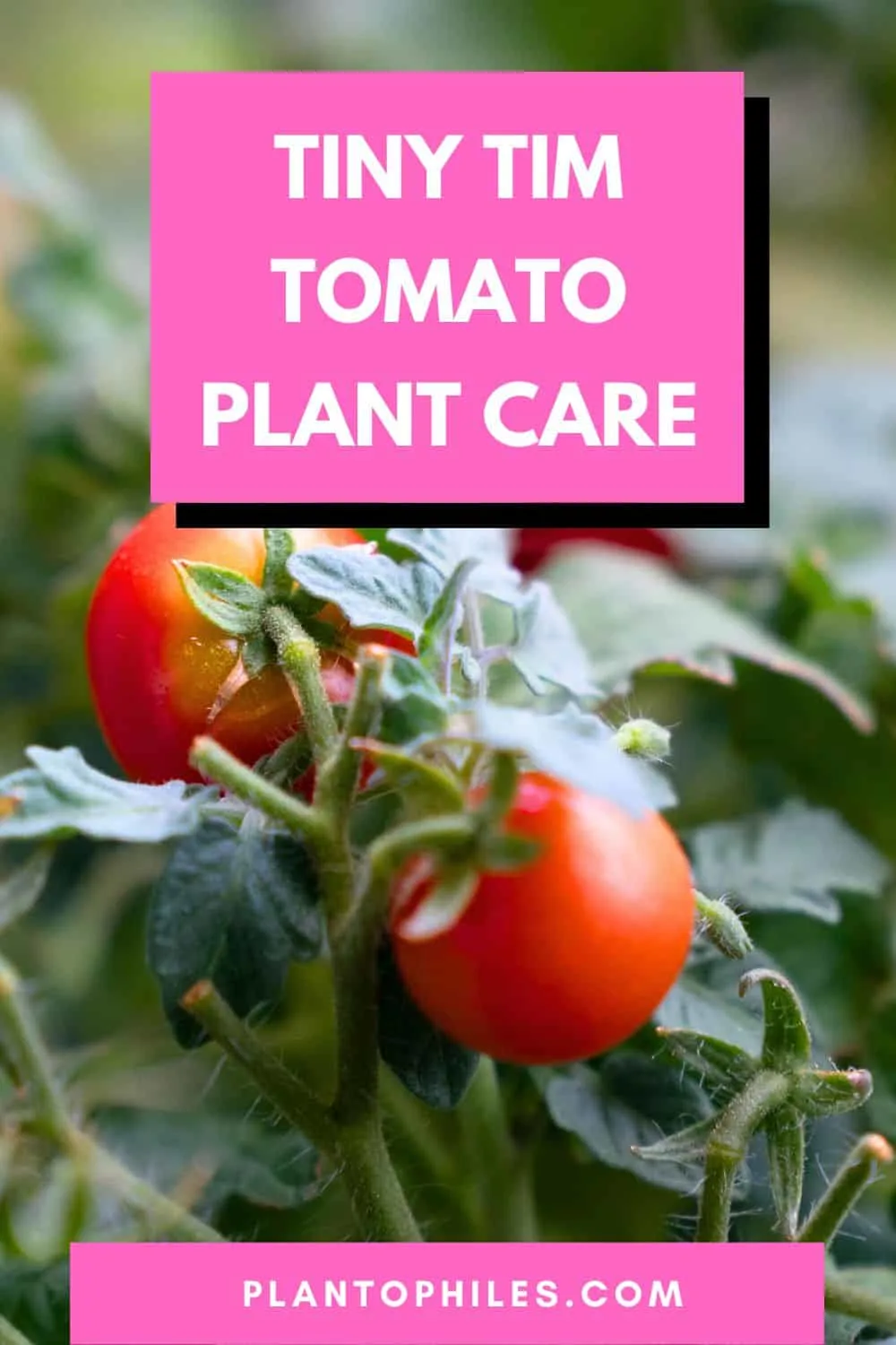 Tiny Tim Tomato Plant Care