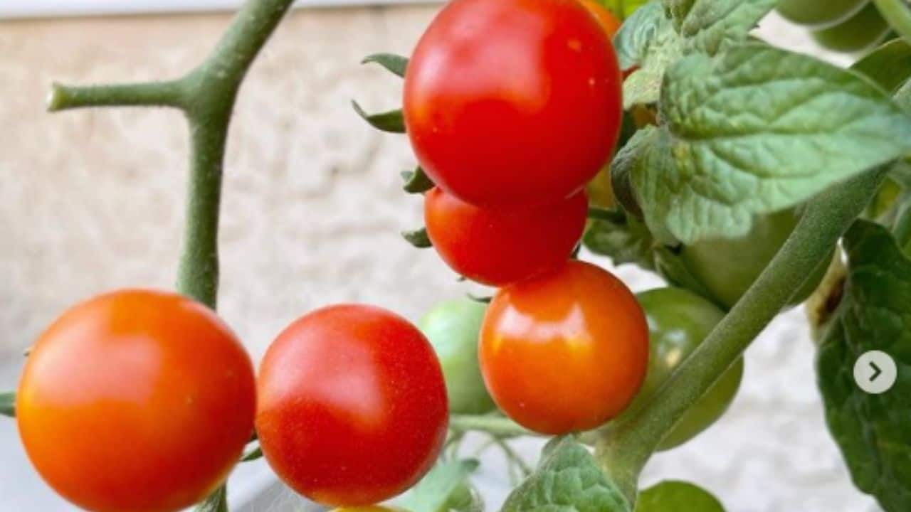 Tiny Tim Tomatoes