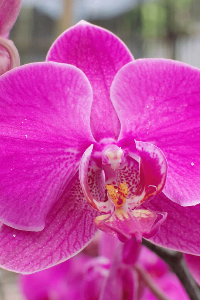 How To Water A Phalaenopsis Orchid - What You Need To Know