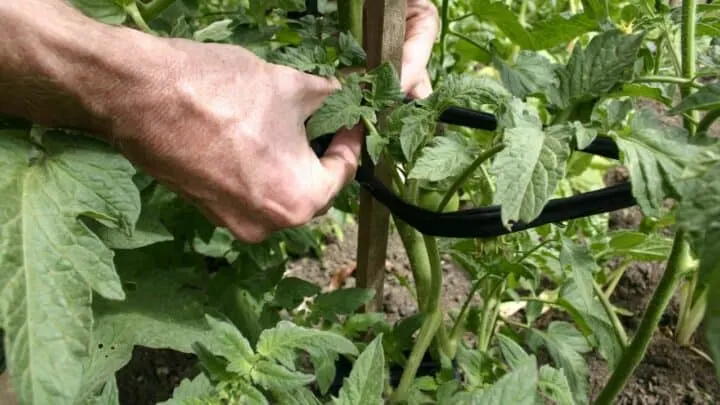 8 Best Tomato Plant Ties &ndash; A Buyers Guide