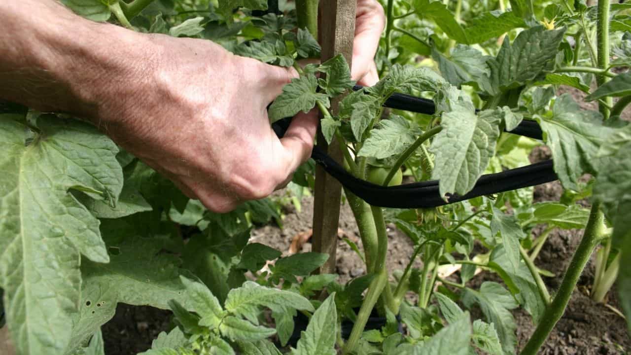 Tomato plant ties