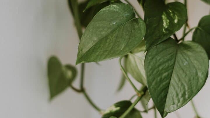 How to Get a Pothos Plant to Trail Beautifully