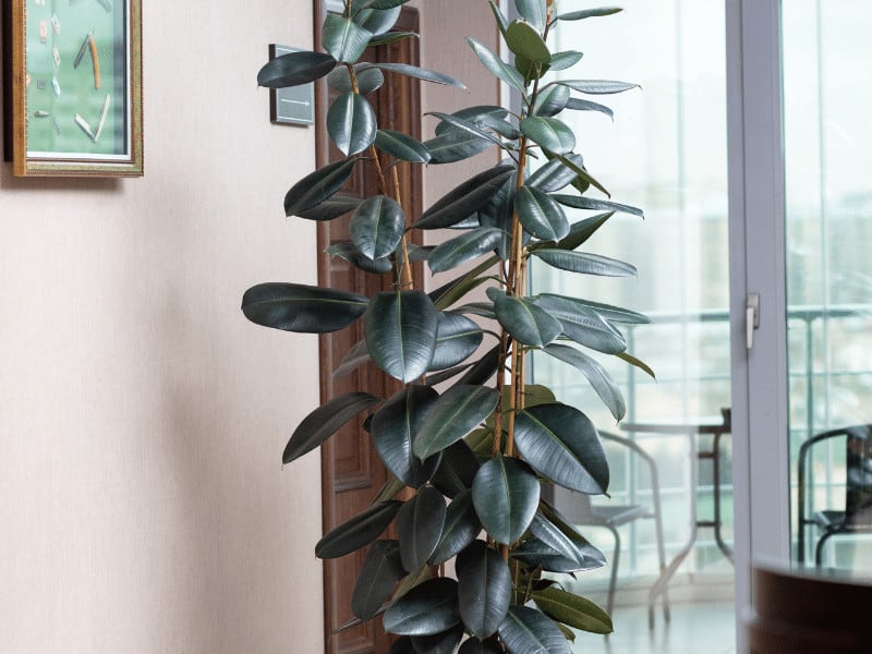 Two Rubber plants in a pot