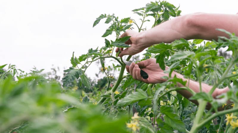 When it comes to growing giant tomatoes, the pruning method is of immense importance