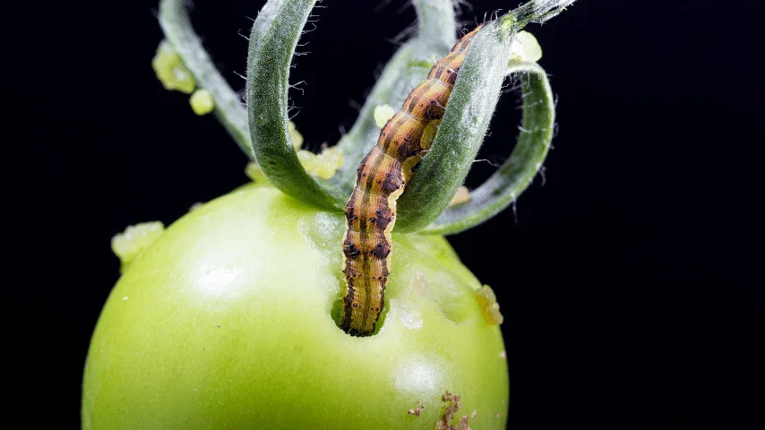 Pests and insects are usually the first ones to attack tomato plants