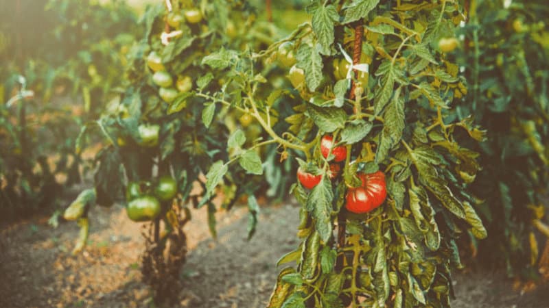 Tips for Growing Giant Tomato Plants 