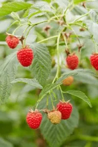 Up to 3 ounces of nitrogen (N) are needed per year for Raspberry plants