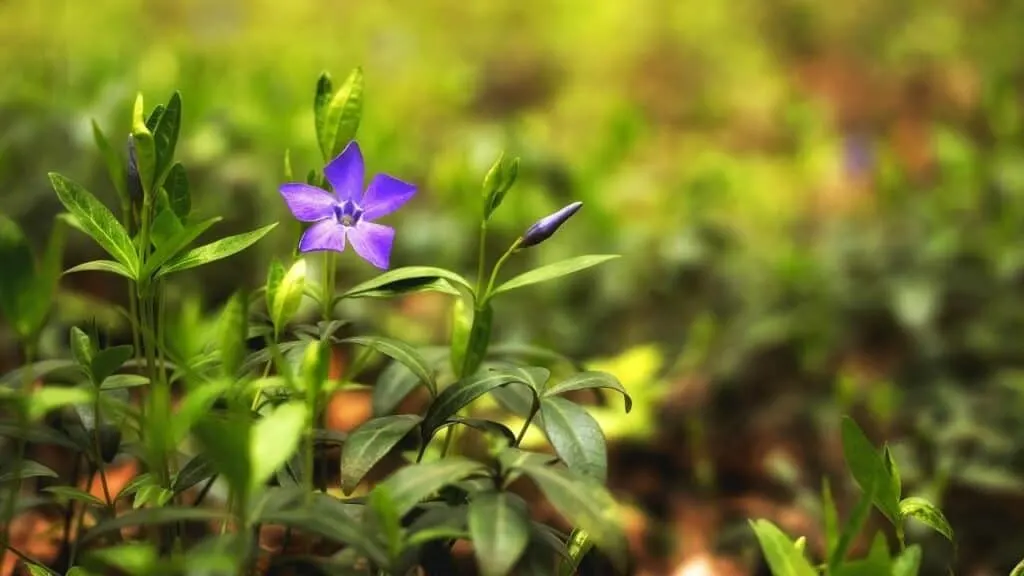 Vinca Periwinkles 