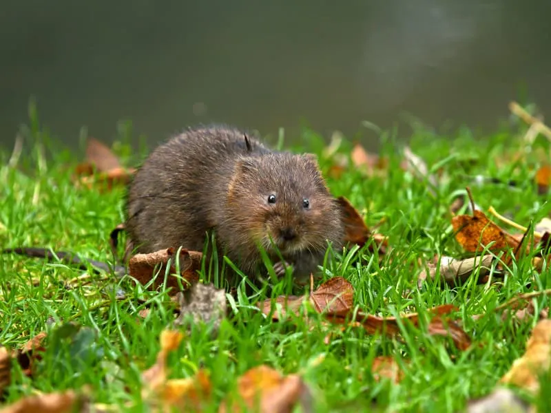 Voles will go after your tomato plants
